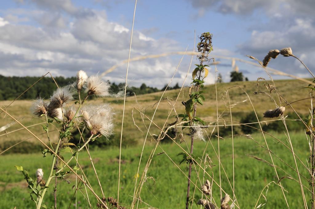 Agroturystyka Orzechowe Wzgorze Orzechowo  Exteriér fotografie